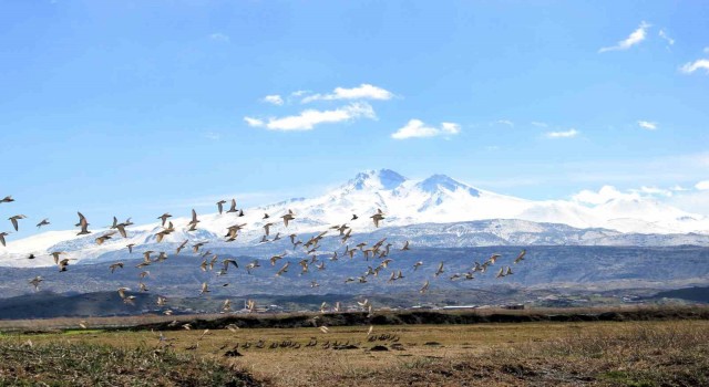 Kayserinin doğal kuş cenneti baharı müjdeliyor