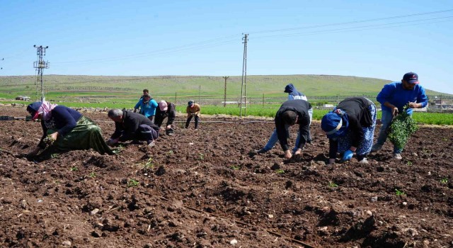 Kiliste çiftçilerin zorlu mesaisi Ramazanda da devam ediyor
