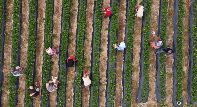 Kilosu 50 TLye kadar düştü: Çilekte açıkta hasat zamanı