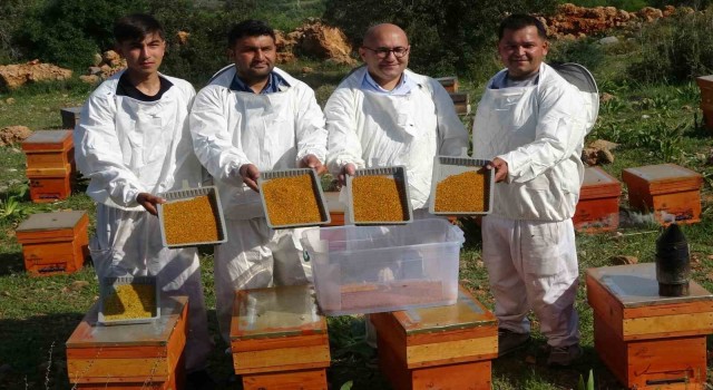 Kilosu bin TL: Sağlık açısında altın değerindeki polende hasat başladı