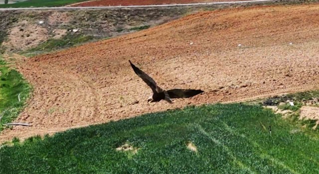 Kırıkkalede ortaya çıktı, dron ile görüntülendi: Kızıl tuygun çiftçilerin dostu oldu