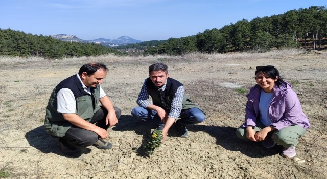 Kömür Ocağı Bal Ormanı, örnek bal ormanı haline geldi