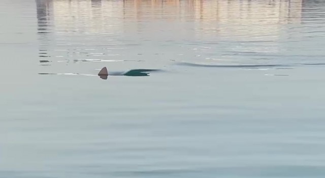 Köpek balığını görüntüleyen amatör balıkçının yaşadığı heyecan kameraya yansıdı