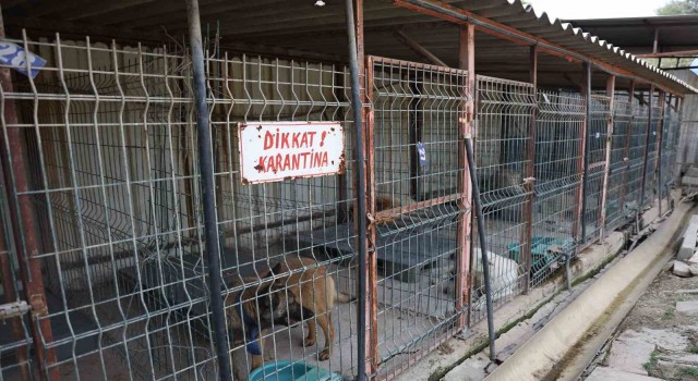 Kuduz vakasının görüldüğü bölgeden toplanan 12 köpeğin barınaktaki tedavi süreci devam ediyor