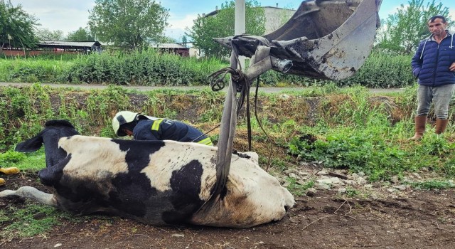 Kurutma kanalına düşen ineği itfaiye kurtardı