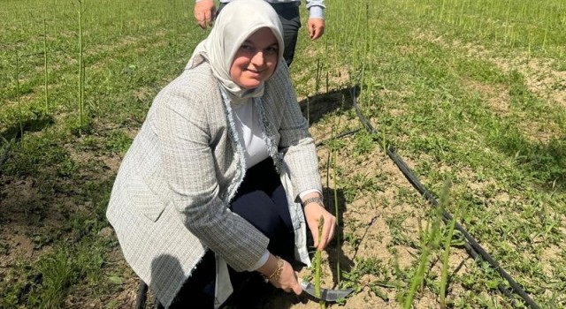 Kuşkonmaz hasadı başladı