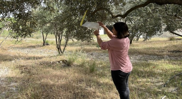 Kuyucakta zeytin güvesi uyarısı