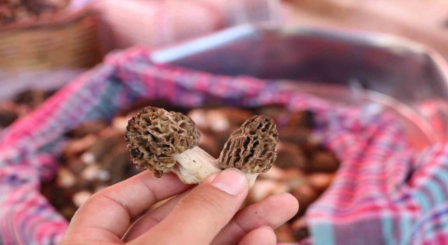 Kuzugöbeği Mantarı 1500 TLden satıldı