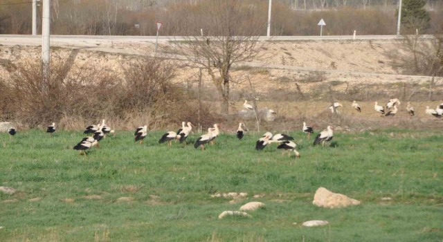 Leyleklerin göç durağı Bolu