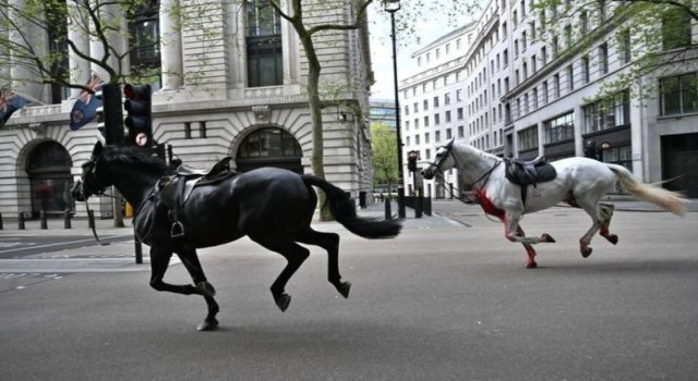 Londrada kaçan Kraliyet atları ortalığı birbirine kattı: 4 yaralı