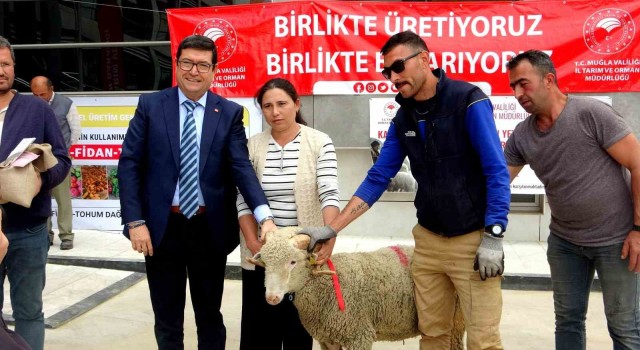 Muğlada 75 adet koç ve 625 kilogram yerfıstığı üreticilere dağıtıldı