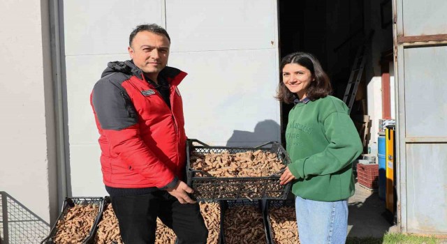 Muğlada Zerdeçal ve Zencefil üretimine büyük ilgi