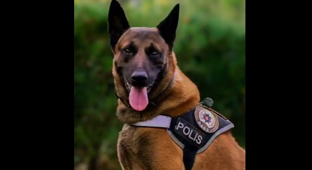 Narkotik Dedektör Köpeği Poyraz Hayatını Kaybetti