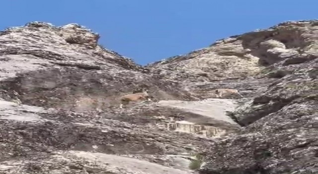 Nesli tükenme tehlikesi altındaki dağ keçileri Palu Kalesinde görüntülendi