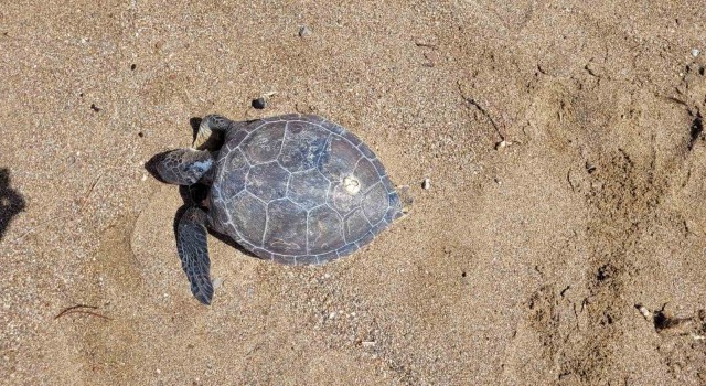 Nesli tükenme tehlikesi altındaki yeşil deniz kaplumbağası ölü bulundu