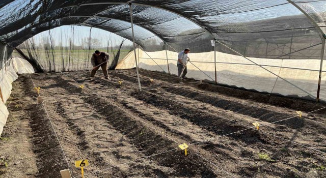 Niğde Patates Araştırma Enstitüsünde GPT ekimine başlandı