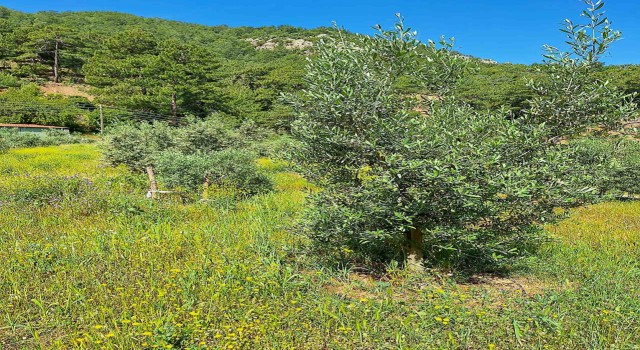 Ortacada zeytin bahçelerinde zararlılar tespit edildi