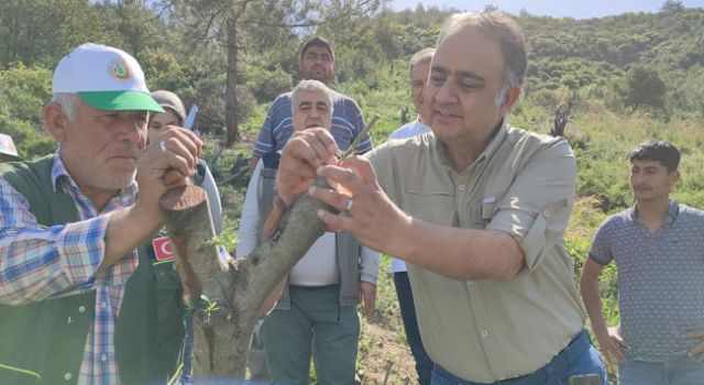 Osmaniye'de 10 Bin Zeytin Aşılandı