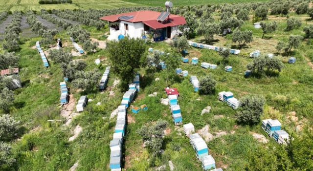 Osmaniye’de Arıcılık Faaliyetleri Artıyor
