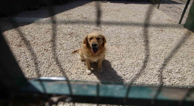 (ÖZEL) Hevesle alınıp bakımı zor gelince terk edilen cins köpekler yuva arıyor