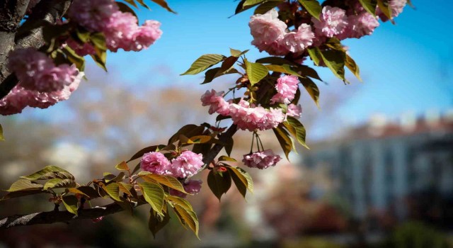 Sakuralar Konyada çiçek açtı, görüntüler hayran bıraktı
