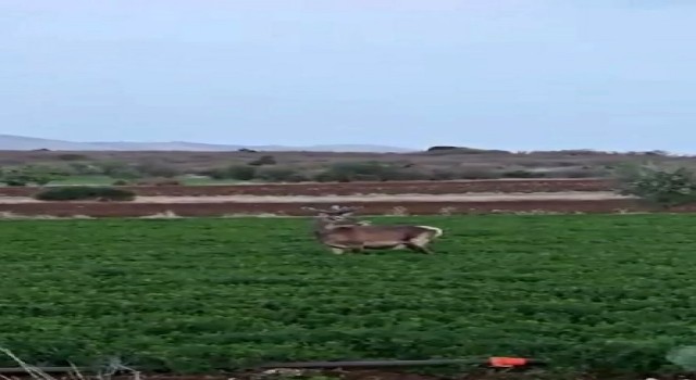 Salda Gölü kenarına bırakılan kızıl geyik yonca ve pancar tarlasında görüntülendi