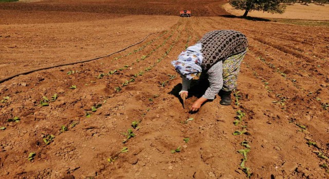 Salihlide tütün dikimi başladı