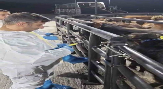 ŞAP hastası 29 hayvan Elazığda yakalandı, sahibine 199 bin lira ceza kesildi