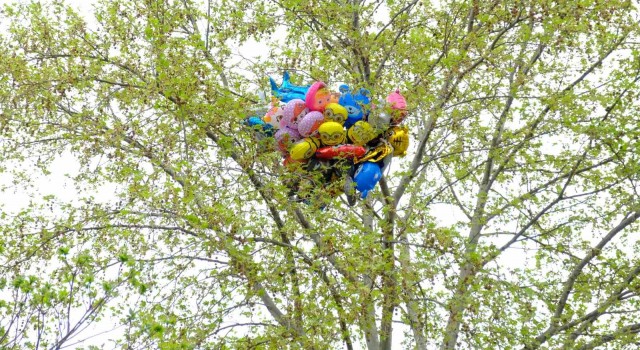 Satıcının elinden kaçırdığı uçan balonlar ağaca takılı kaldı