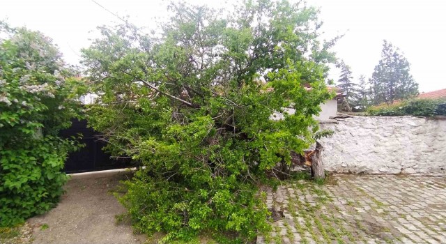 Şiddetli rüzgar Yunakta ağacı devirdi