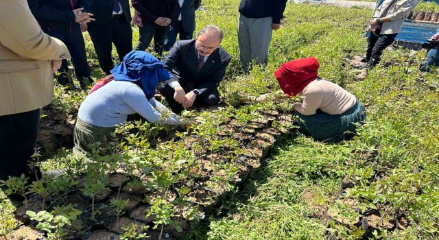 Siirtte 125 bin adet fıstık fidanı törenle dağıtıldı