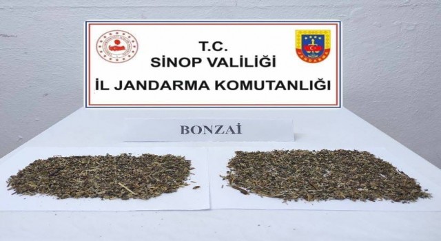 Sinopta 10 gram bonzai ele geçirildi