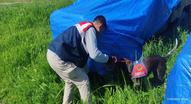 Siverekte çok sayıda silah ve mühimmatı ele geçirildi