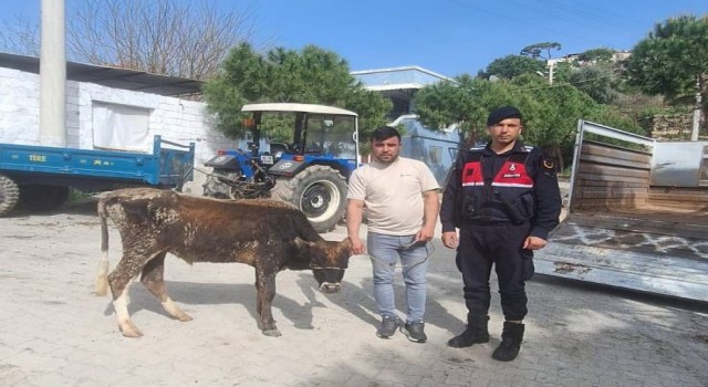 Sökede hayvan hırsızları yakalandı