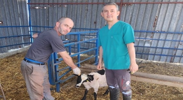 Sökede kurbanlık koyunlara kulak küpesi uygulaması