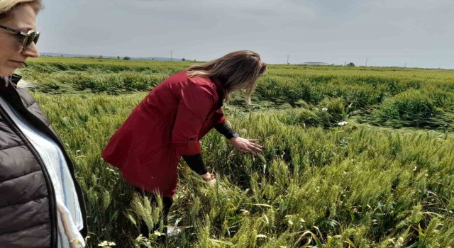 Sökede tarım arazilerinin röntgeni çekildi