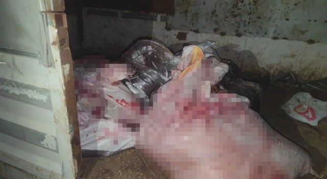 Sultangazide at eti baskını: Kamyonetten at eti çıktı, ahırda ise 3 at bulundu