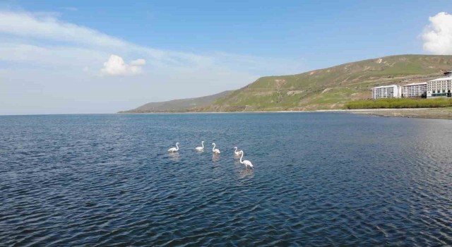Tatvanda flamingolar görsel şölen oluşturdu