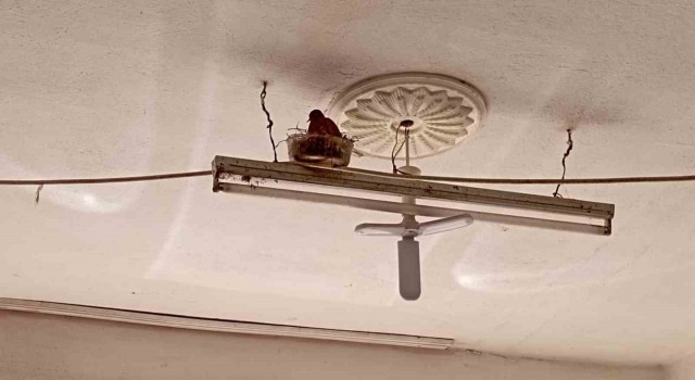 Tokatta lastikçi ile kumrunun sıra dışı dostluğu