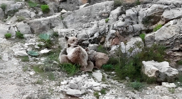 Tuncelide anne ayı, yavrularını emzirirken görüntülendi