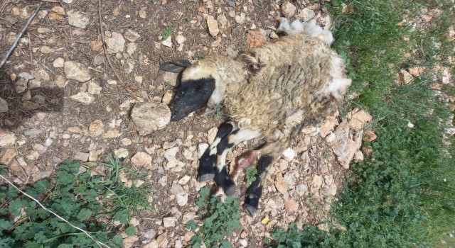 Tuncelide sürüye saldıran kurt, çok sayıda koyunu telef etti