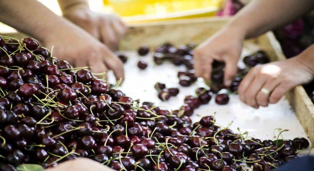 Türkiye, meyve üretiminde dünyada 4üncü sırada