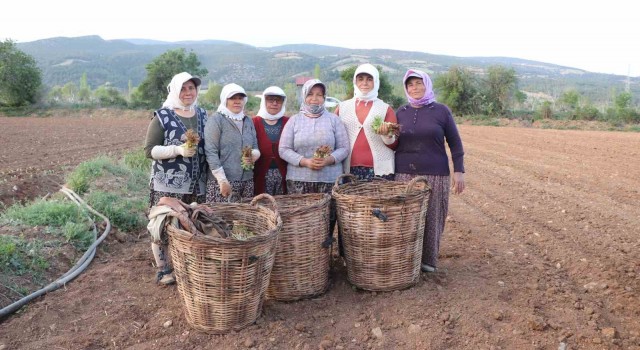 Tütün ambarı Denizlide fideler toprakla buluştu