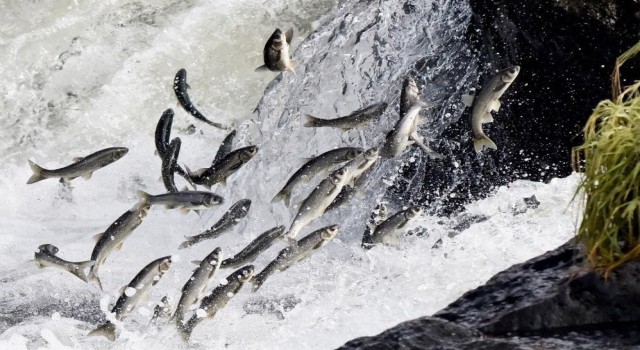 Van Gölünde av yasağı başladı: İnci kefalleri göç hazırlığında