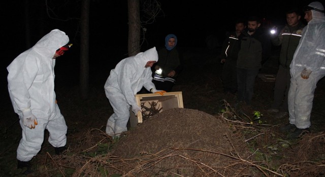 Vezirköprüde gece yarısı kırmızı karınca operasyonu: Zararlı böcekleri yiyecek