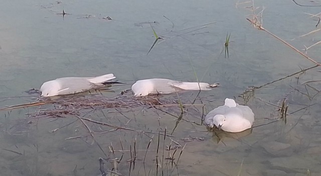 Yalancı veba martıları vurdu: Binlercesi telef oldu, bir o kadarı da ölmek üzere