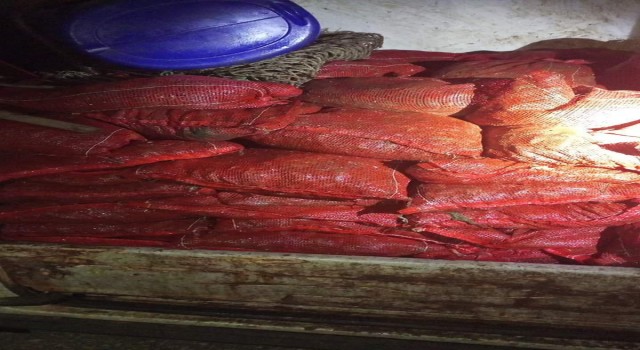 Yalovada 1 ton 150 kilo kaçak midye ele geçirildi