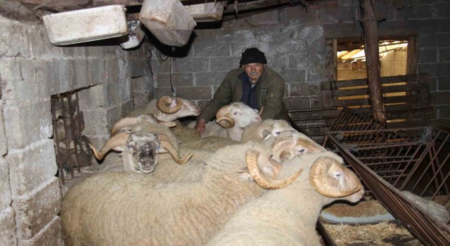 Yıllarca Türkiyenin her yerini dolaşan kamyon şoförü huzuru koyunlarda buldu