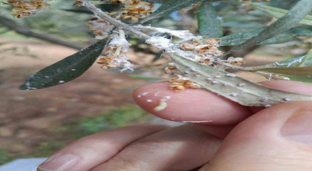 Zeytin üreticilerine önemli uyarı: Zeytin güvesi zararlısına karşı ilaçlama zamanı geldi