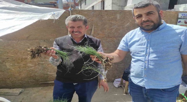 Zuzubak Otunun fiyatını duyan dönüp bir daha bakıyor: Kilosu 5 bin liradan alıcı buluyor